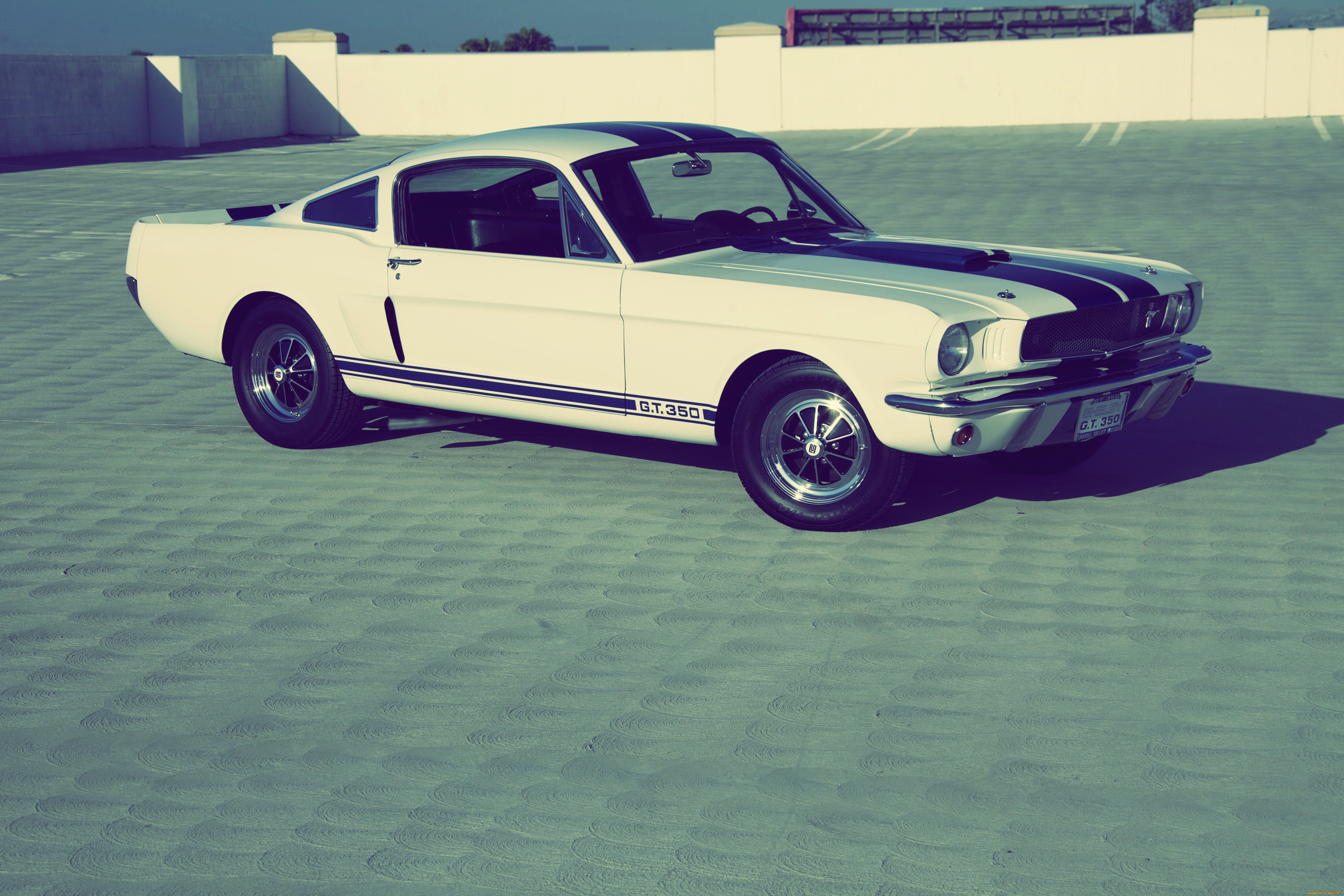 , mustang